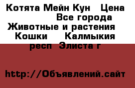 Котята Мейн Кун › Цена ­ 15 000 - Все города Животные и растения » Кошки   . Калмыкия респ.,Элиста г.